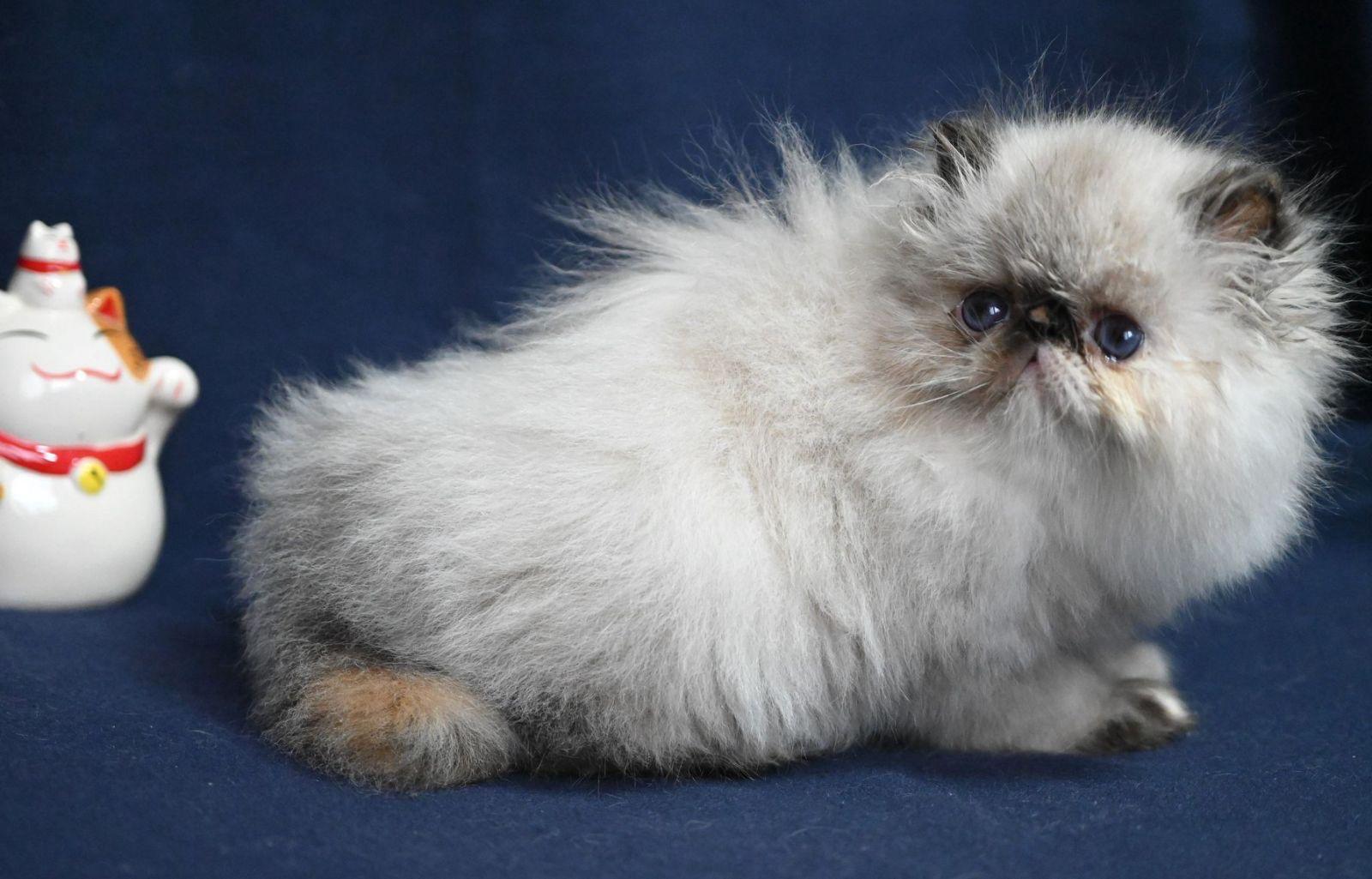 b85268c6-5651-4b75-bae0-13111533d8dc