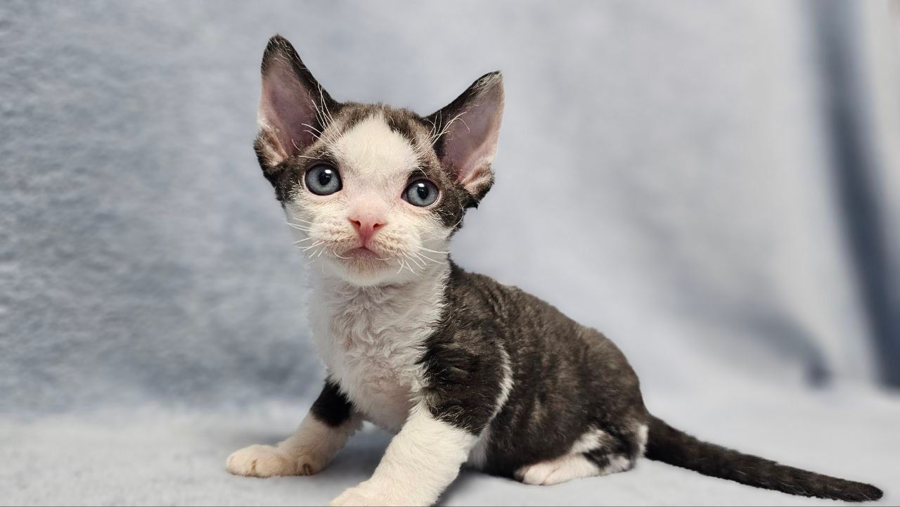 c39e112a-c2d3-48fc-994e-59b58c5c81b0