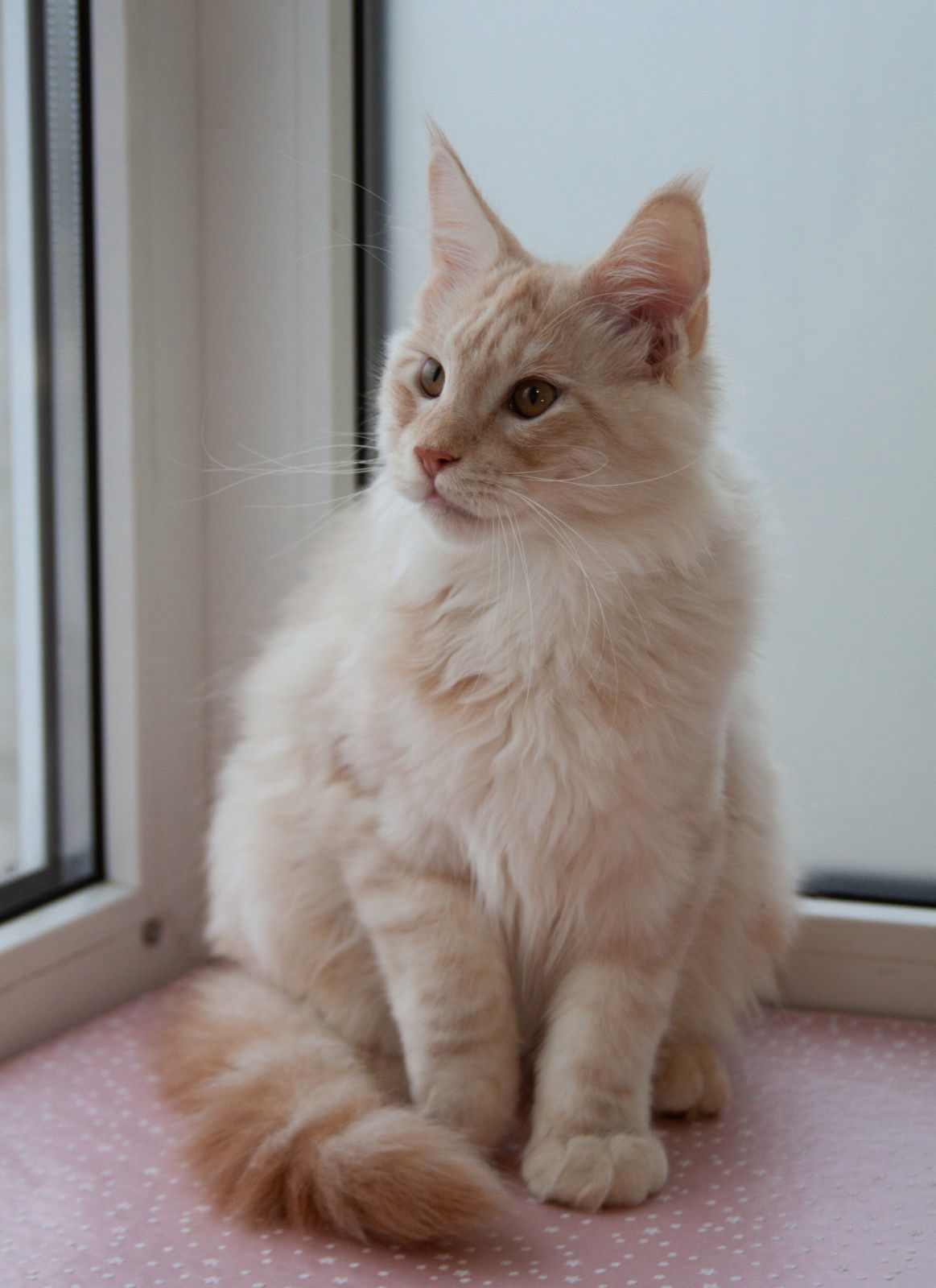 cfce02dc-954d-4c19-9ad1-acb4a8d3e145