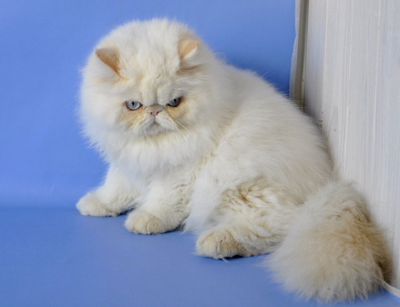 dbf2d74b-8a08-40d8-9e70-821f84f12f8e