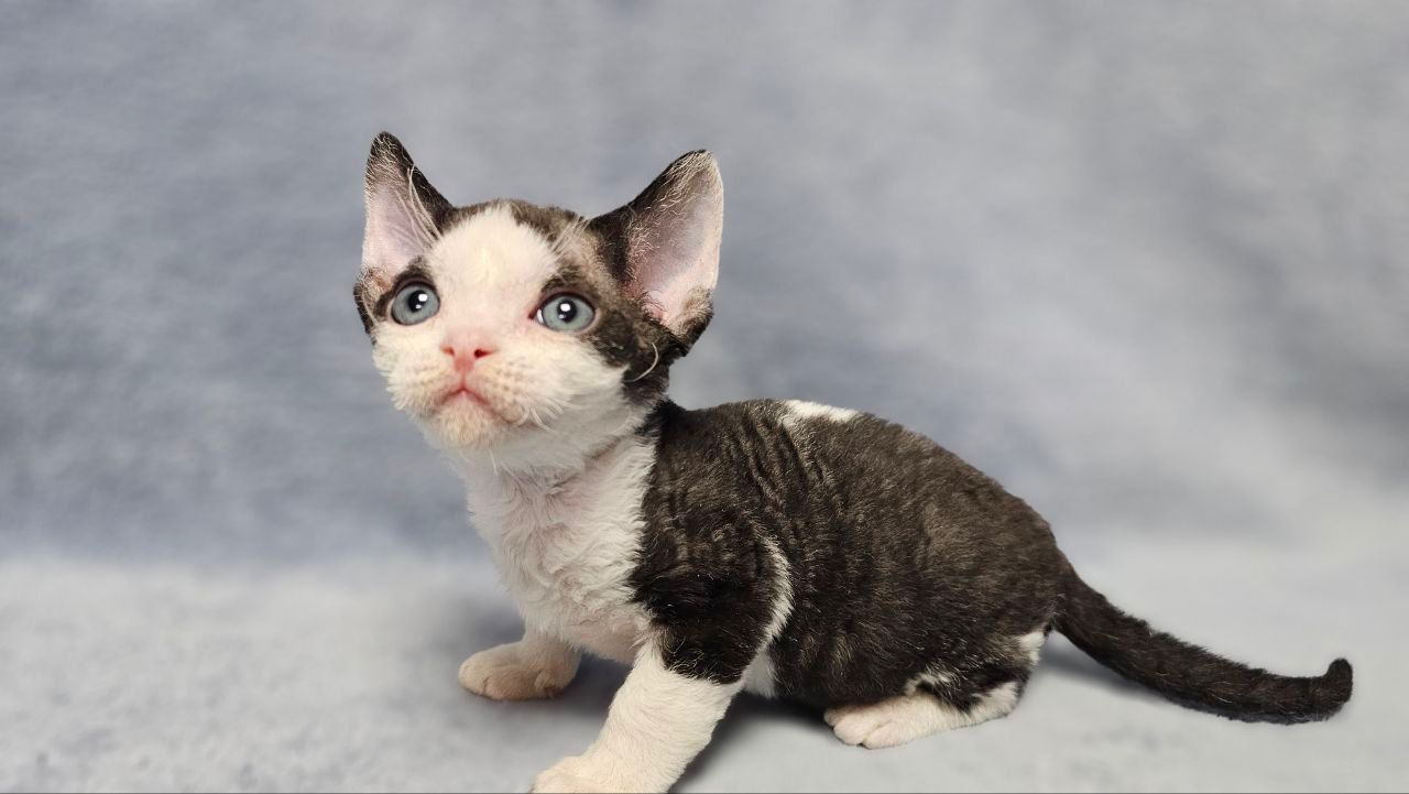 dc4a46d1-8f26-4f36-98e7-1e0af72e5a7b