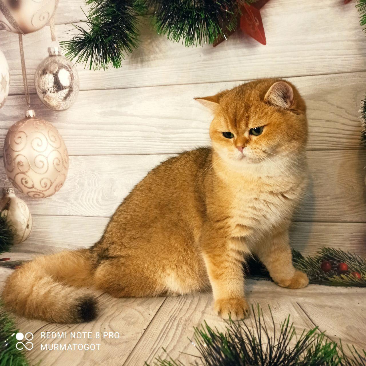 e4a58cd1-d51e-4b3d-9321-12cef213e38d