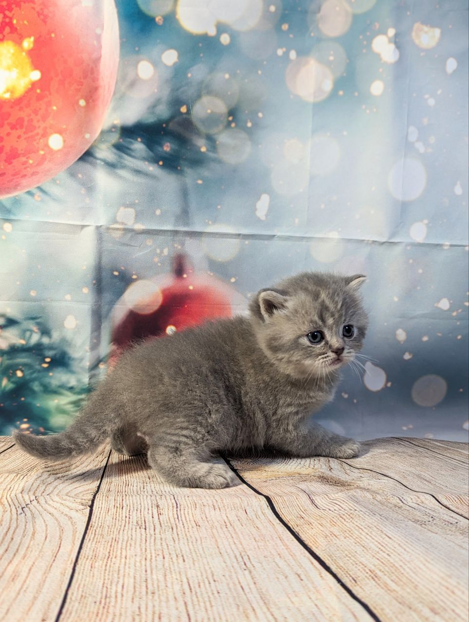 f85ccafd-1cac-44e2-aa8a-37815c6d7373