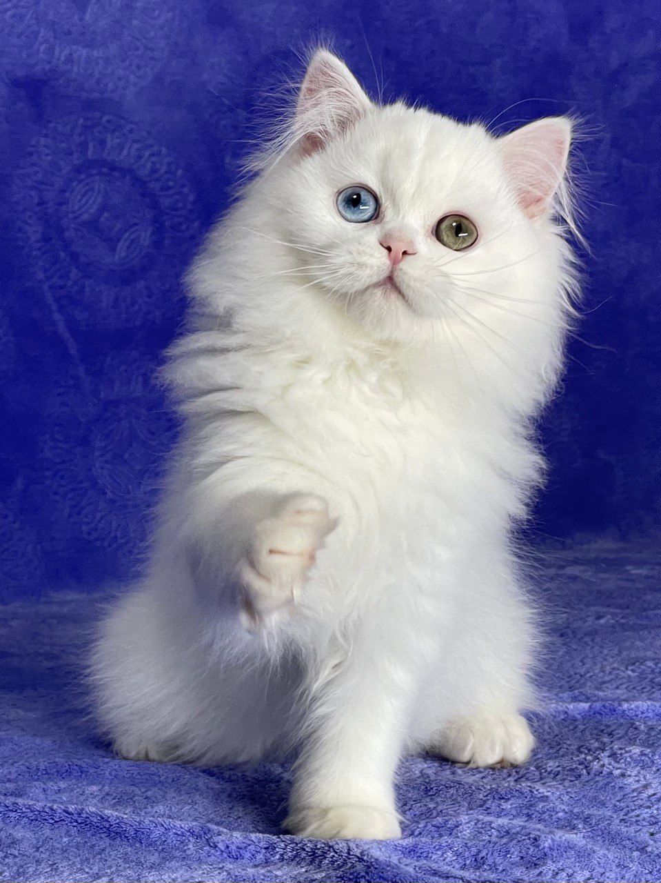 f889197e-db1d-4e66-9f3f-ce8bc0fceb96