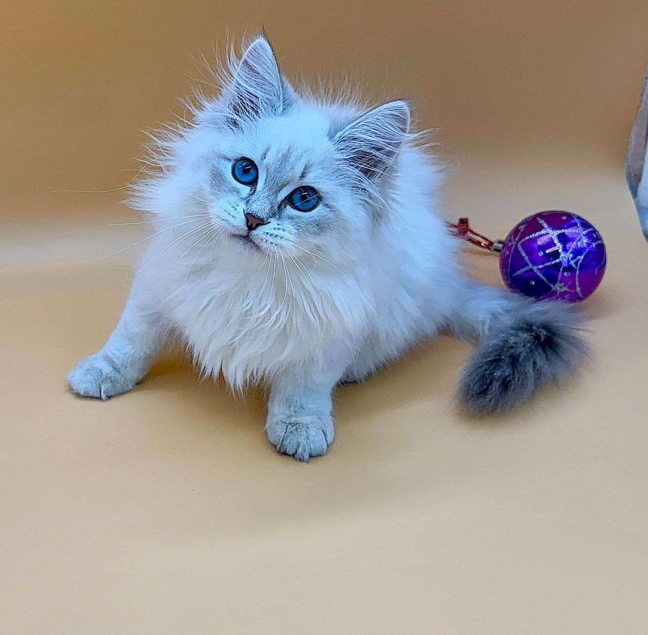 fbcf9ed3-971a-4007-b747-9f8168d23389